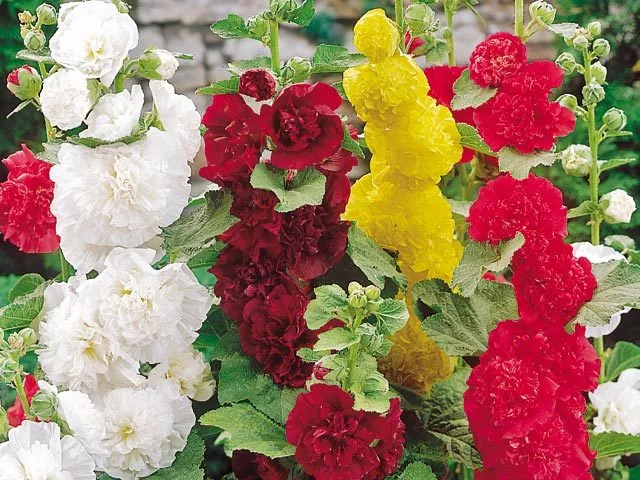 Hollyhock Summer Carnival Mixed 320 Flower Seeds Perennial Flower 3