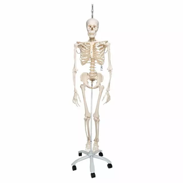 Physiological Human Skeleton Model w/ Hanging Stand - 3B Anatomy A15/3