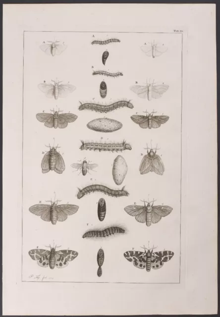 Seba - Moth Metamorphosis. 52-2, 1765 Curiosities Original Folio Engraving