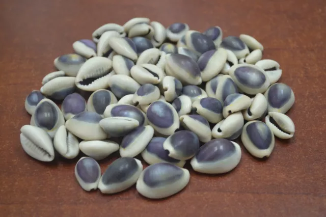 350 Pcs Purple Top Cowrie Cowry Sea Shell Craft 2 Lb #7373