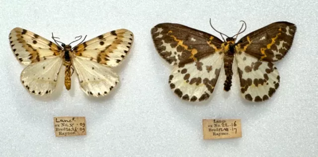 Two beautiful British aberrations of the Magpie Moth