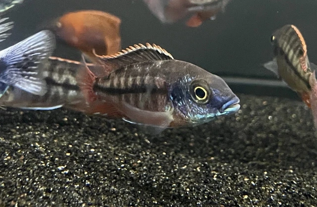 Protomelas Fenestratus 2”-2.5” Cichlid Live Tropical fish (5pack)