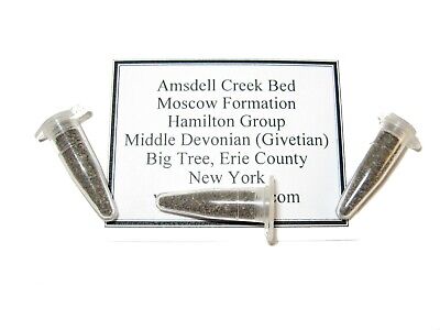 Devonian Amsdell Creek Moscow Fm New York Conodont rich microfossil matrix