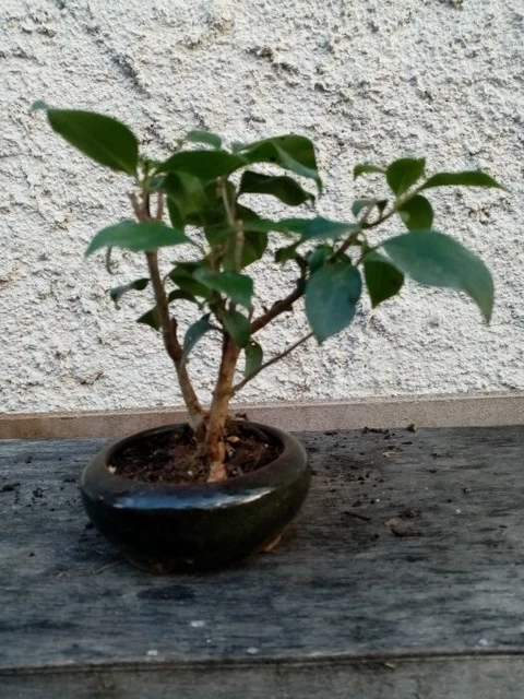 Bonsai mame troene