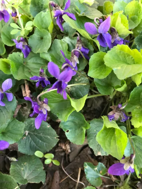 Duftveilchen (viola odorata) -schöner Bodendecker für halbschattige Standort