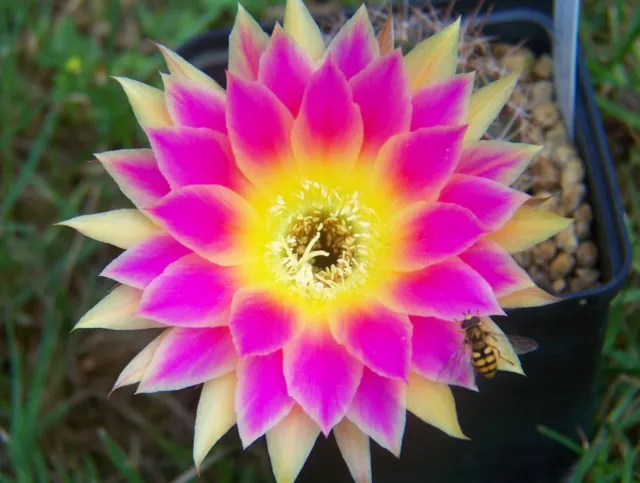 best Kaktus Echinopsis Hybrid MIX Samen von über 500 verschiedenen Sorten Zucht