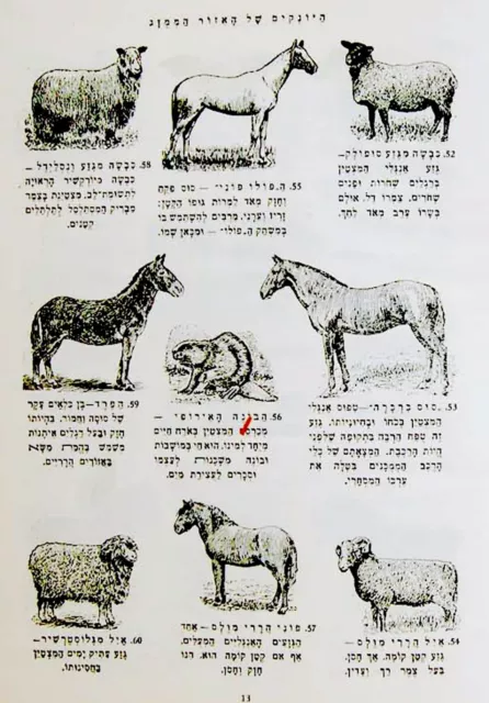 1950 Israel CHILDREN BOOK Hebrew ENCYCLOPEDIA 500 Animals MAMMALS Jewish JUDAICA