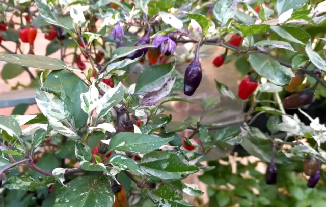 Purple Tiger Chili Chilli Hot Pepper Seeds FRESH 2023 SEEDS