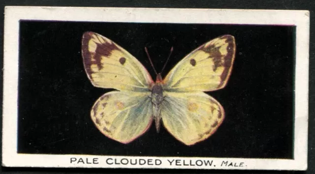 Tobacco Card, Godfrey Phillips, BRITISH BUTTERFLIES, 1927,Pale Clouded Yellow,#9