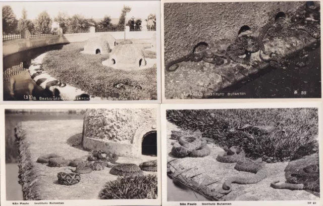 Lot 4 cartes postales POSTCARDS BRASIL BRESIL SAO PAULO instituto butantan snake