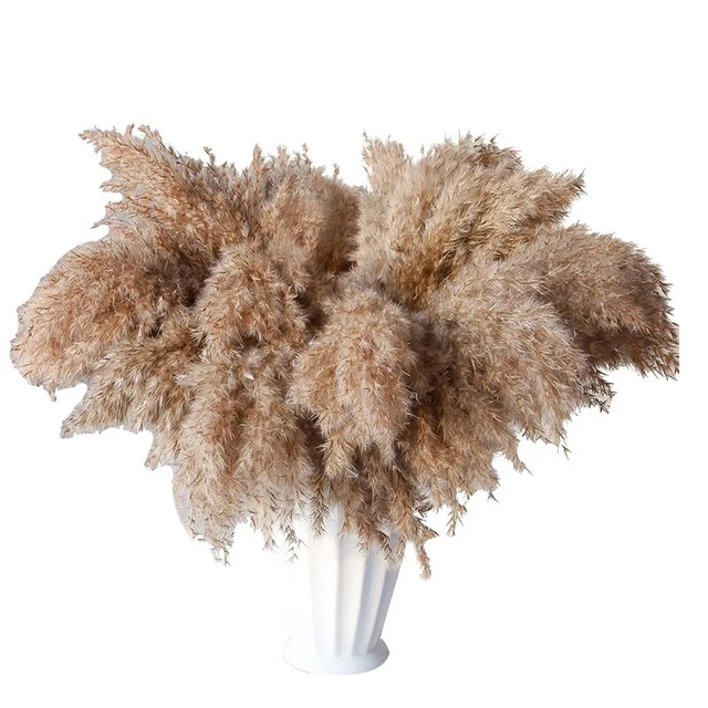 30 steli erba pampas essiccata, pampa selvatica pampas soffice floreale, 17 pollici BM4Z4