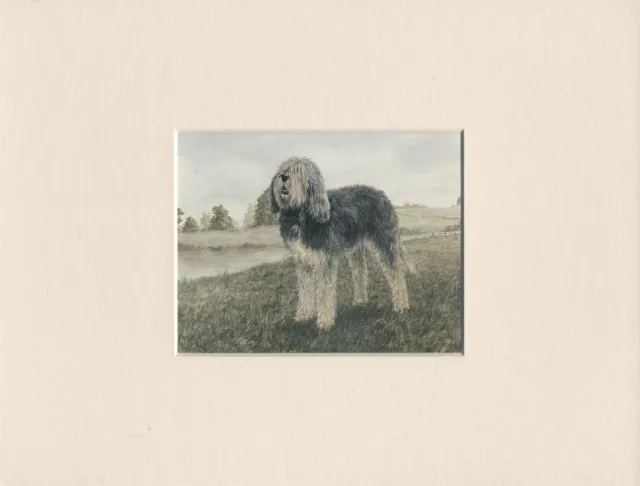 Otterhound Lovely Little Bookplate Dog Print Ready Mounted