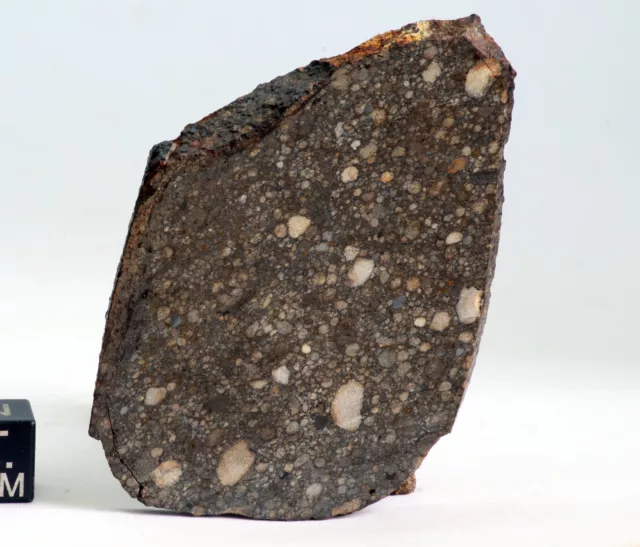 Une belle tranche de NWA 15593 type L3 météorite chondrite 28,7gr N1178