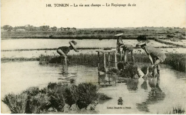 "TONKIN : Le Repiquage du riz" Carte postale originale début 1900 (14x9cm)