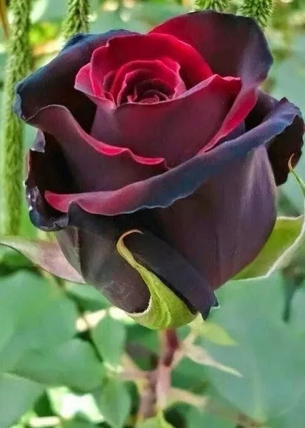 Perennial Rarest Heirloom Dark Purple Red Rose Seeds Pretty Garden Home Plants