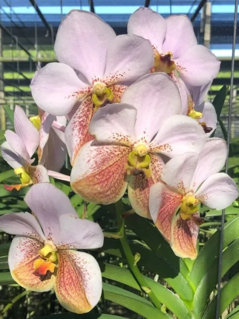 Orchid Orchidee Vanda sanderiana x sib 'Mr. Dumrong', flowering size (23W)