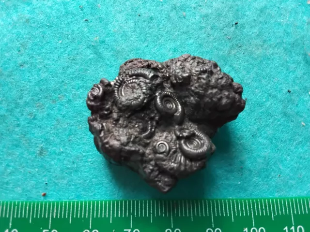 Pyrite ammonite multi