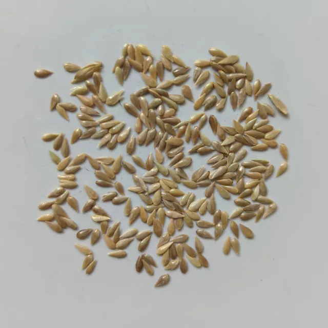 100 x Phalaris aquatica cv. 'AQ1' x [open-pollinated] seeds (+ BONUS); READ TEXT