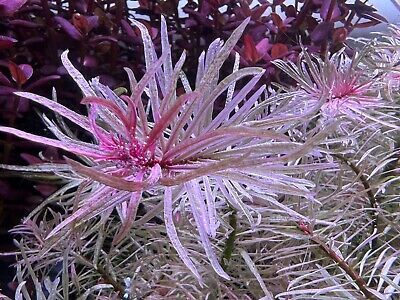 1 Stems Ludwigia White/Pink with roots. Rare Live Aquarium Plants
