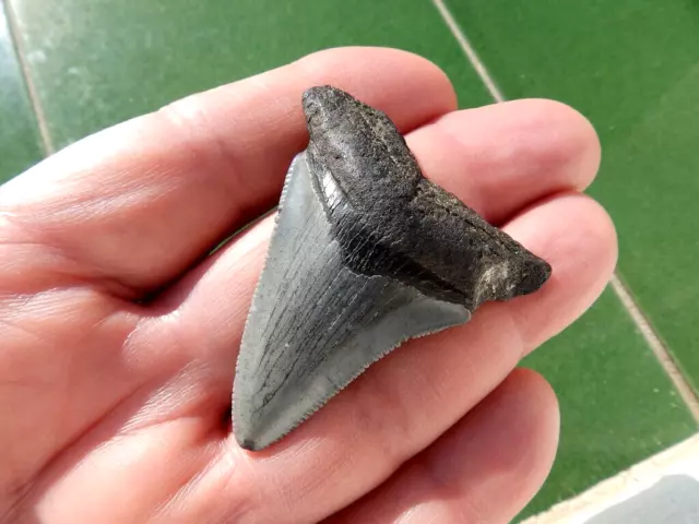 Fosiles " Fabuloso Dte. De Megalodon  Angustiden De Sur Carolina(Usa)  -  3C23 "