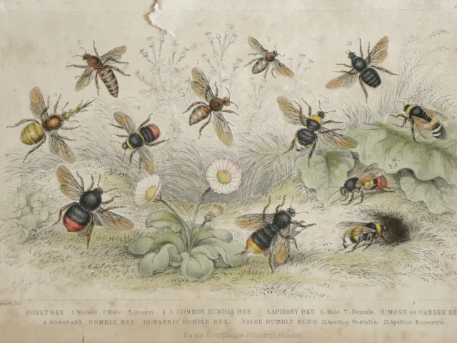 Antiker handkolorierter Stich - Bienen - J. Stewart J. Bishop - 1855