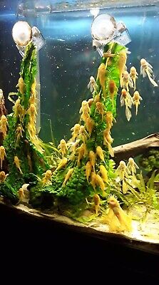 Albino Bristlenose Pleco (Bushynose Ancistrus) - Live Aquarium Fish
