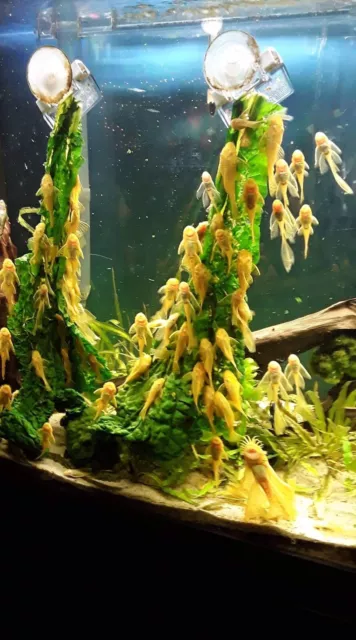 TWO 2" Albino Bristlenose Pleco (Bushynose Ancistrus) - Live Aquarium Fish