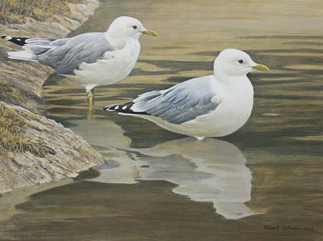 Robert Bateman Entering the Water Common Gulls