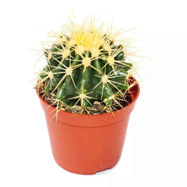 Exotenherz - Echinocactus grusonii - Schwiegermutterstuhl - im 8,5cm Topf