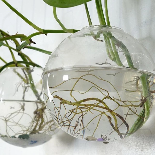Wall Mounted Fish Tank Bowl Bubble Aquarium Hanging hot. Bet Goldfish T5C0