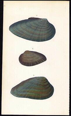 1800 Donovan History of British Shells Antique Print Ovate Mya Shell