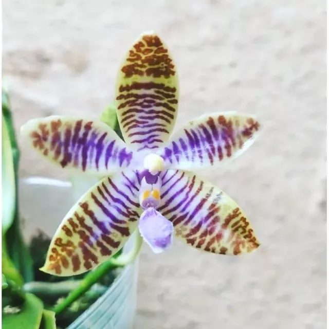 Phalaenopsis Lueddemanniana f Coerulea, big plant, blue ludde phal orchid spikes