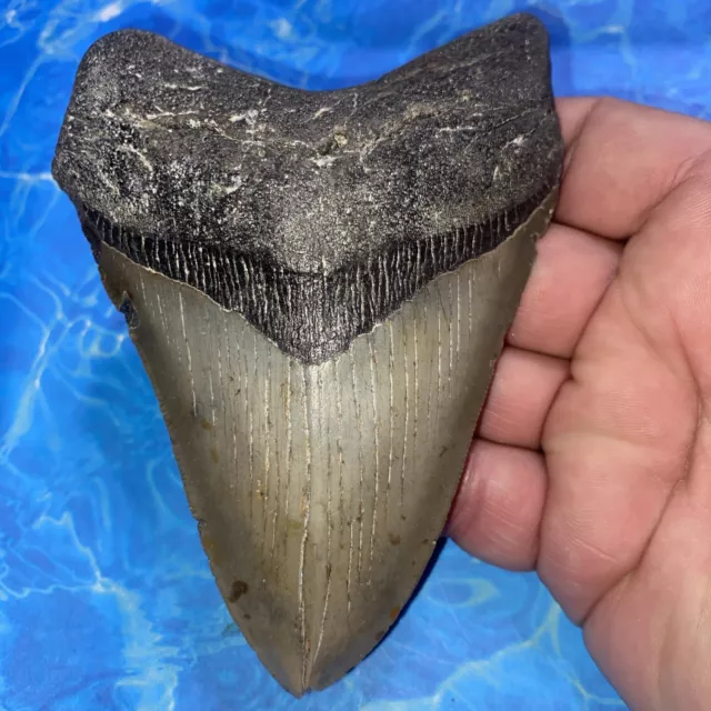 Megalodon Shark Tooth 5.00” Huge Teeth Meg Scuba Diver Direct Fossil Nc 2907