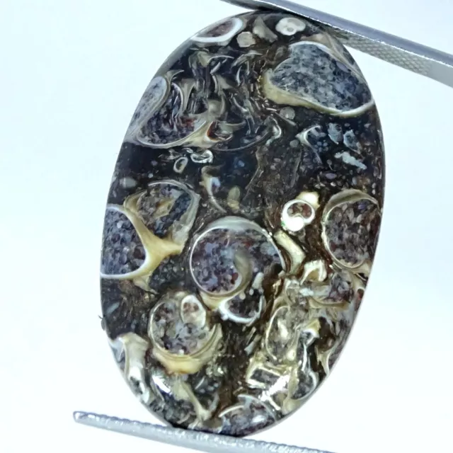 Natural Tutela Fossil Gemstone 34.60 Cts Loose Oval Cabochon 21X34X6MM