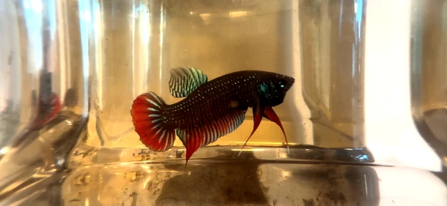 Wild Caught Imbellis from Viet Nam (119) Unique, Rare, True Wild & Beautiful