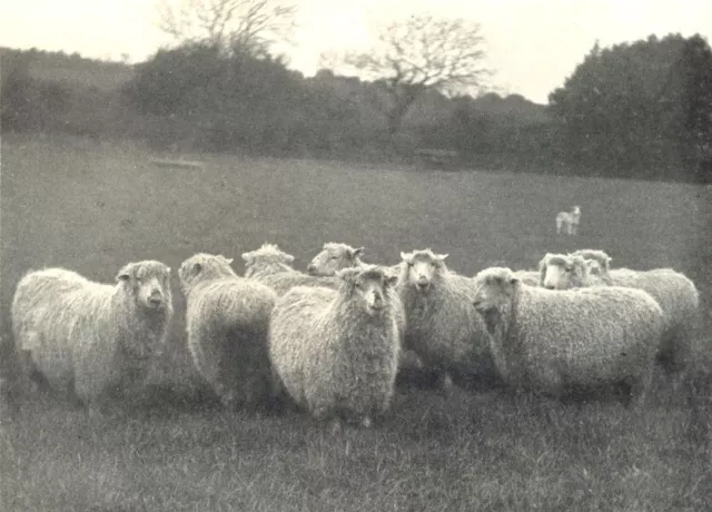 SHEEP. Group of Dartmoor Sheep 1912 old antique vintage print picture