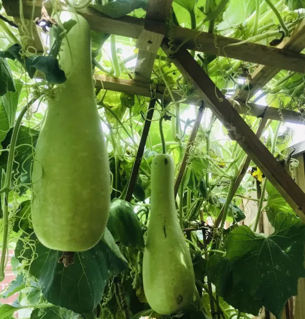 Bottle Gourd 6 Seeds Very Delicious Asian Long Melon Calabash Lauki Lau OZ Grown