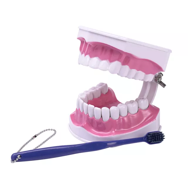 Dental Typodont Demonstration Model Removable 28 Teeth 2 Times Large Study Model