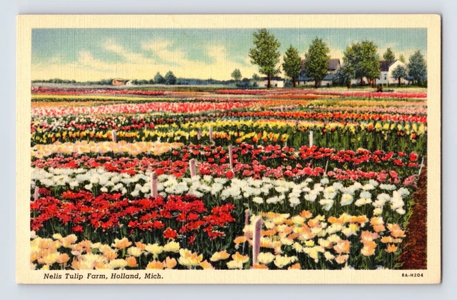 Postcard Michigan Holland MI Nelis Tulip Farm 1940s Unposted Linen