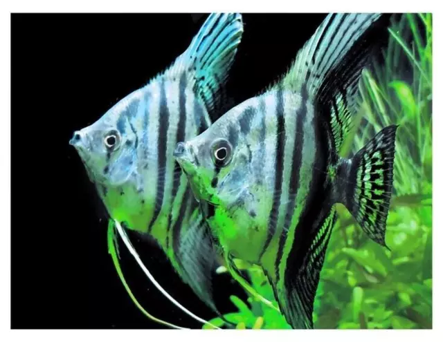 Angel Fish Angelfish 1.5 to 2 Cm