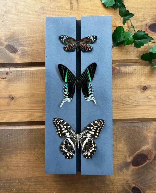 Butterfly Pinning Mounting Spreading Board High Density Poly Foam Entomology