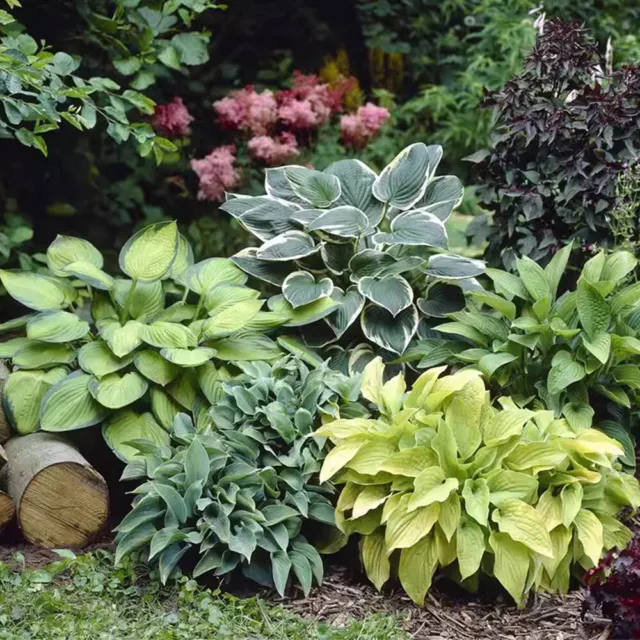 100 Stück Gartenschule Hausgarten Easy-Going Blumensamen Jade Haarnadel Φ