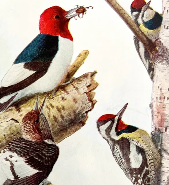 Red Headed Woodpecker Sapsucker 1936 Bird Lithograph Color Plate Print DWU12D