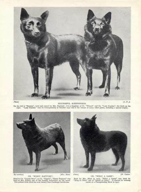 Schipperke Four Named Dogs Old Original Dog Print From 1934