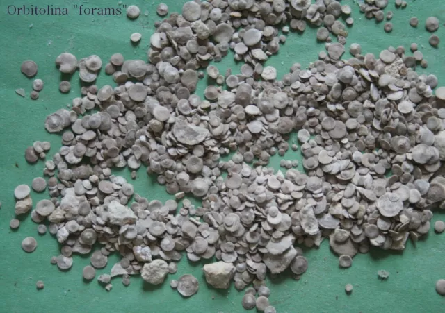 24 Orbitolina tiny forams from Texas fossils Cretaceous fossil