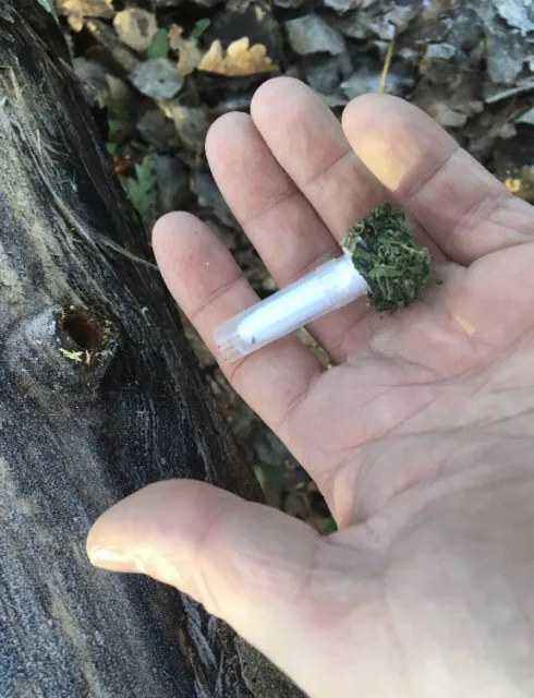 Disguised Moss Geocache Geocaching