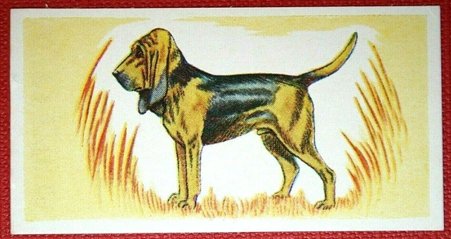 BLOODHOUND  Original 1950's Vintage Mini Card  VC25