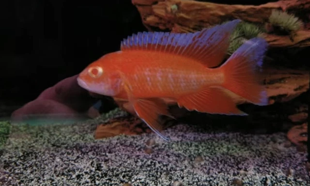 LIVE FISH Trio Aulonocara sp. Albino Eureka African Cichlid Peacock