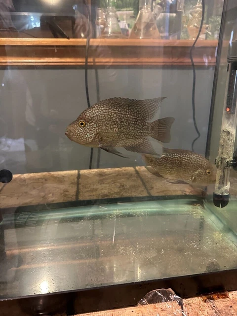 3pack Texas cichlid (Herichthys cyanoguttatus) 2in-4in