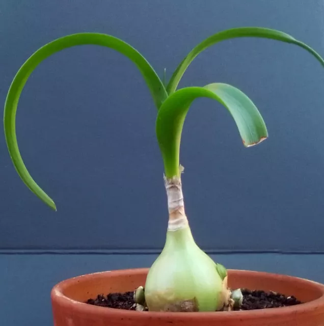 Falsche Meerzwiebel, Heilzwiebel, Ornithogalum caudatum, Zwiebel ca. 5 cm Ø